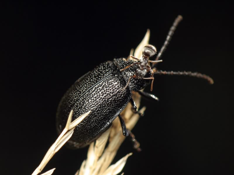 Galeruca tanaceti (Linnaeus, 1758)